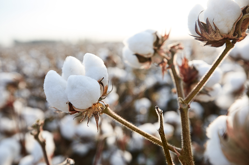 全棉时代新疆溯源,始于一朵棉花的安心旅程