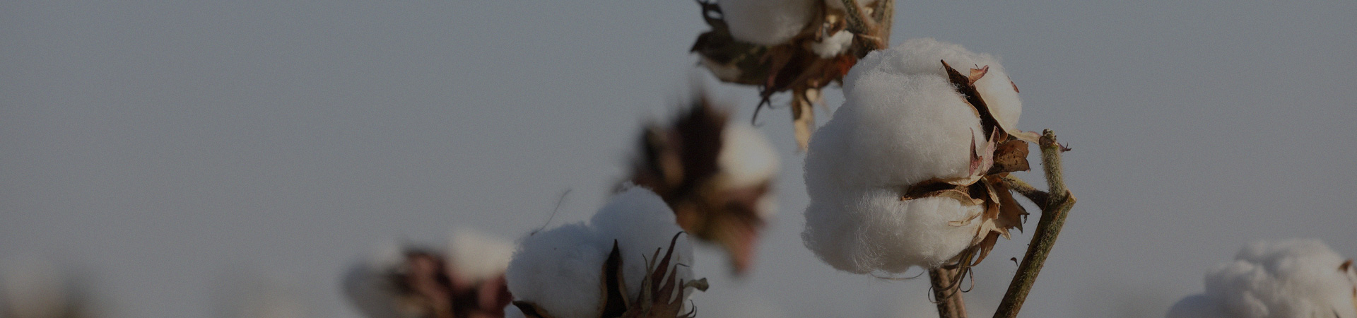 棉的十大生命力法则