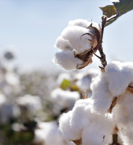 安全的天然纤维