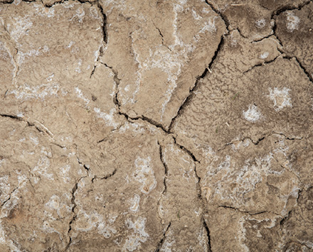 耐盐碱的农作物