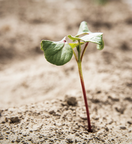 具有正能量的天然纤维