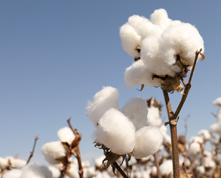 具有社会价值的农作物