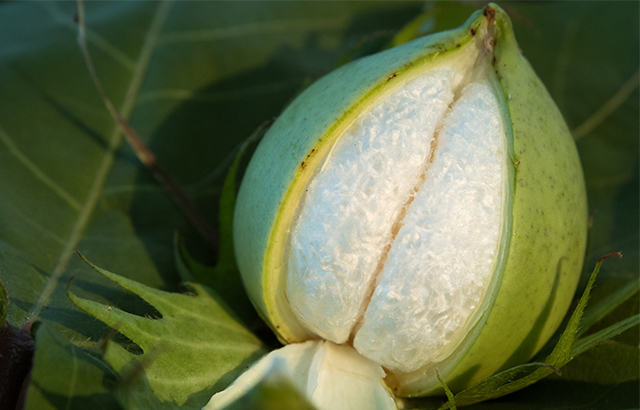 jkaven《微观下的棉花蕾铃》