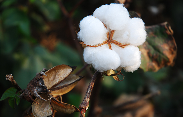 jkaven《微观下的棉花蕾铃》