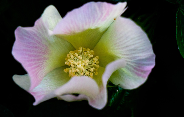 易明月组照 《天山脚下种棉人》