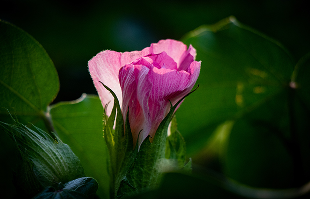 易明月组照 《天山脚下种棉人》