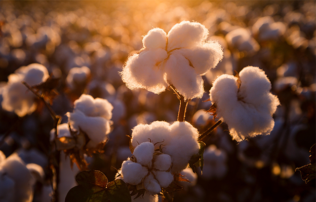 赵代胜《盛开的棉花》