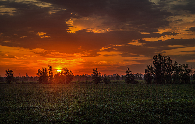 白新建《夕阳下的棉田》
