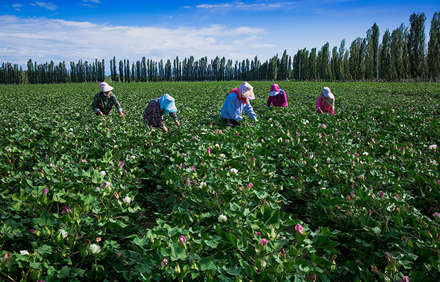 王熠《棉田作业去顶尖》