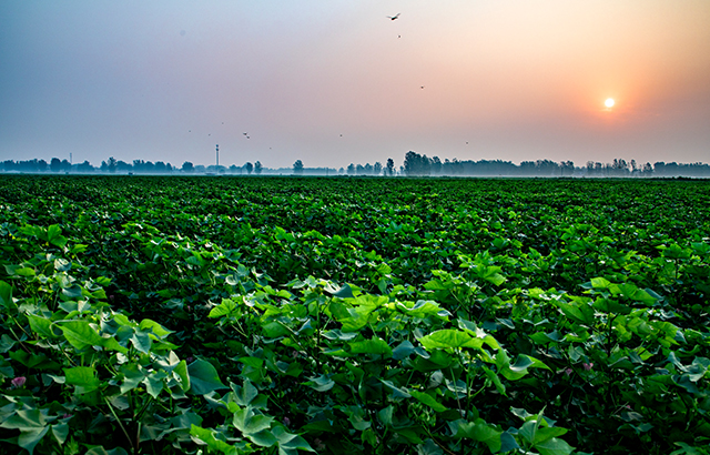 王秀林《棉田晨曦》