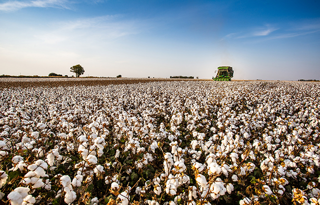 顾军《机器采棉》