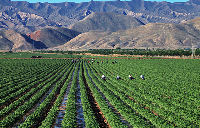 刘书梅《山下棉田》